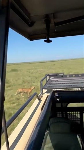 Cheetah Running at Full Speed | Fastest Land Animal in the Wild