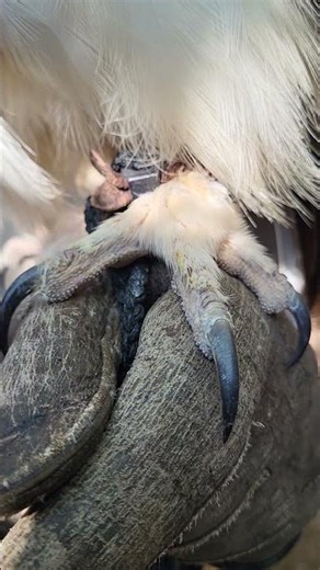 SPECTACLED OWL TALONS