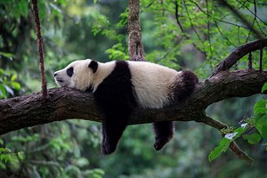 Do Pandas Live Wild and Freely in Japan? – YouGoJapan