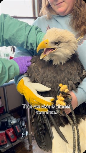 Christine's Critters Inc. on Instagram: "Aurora is a very good patient, BUT is NOT shy, and will freely snort and/or vocalize to express her opinions. Watch the whole clip to see her back in her aviary, and being a bit impatient for her food! #eagle #baldeagle #aurora #vetvisit #vetmed #loveher #lovethis #lovemyjob #lovethisgirl #dayinthelife"