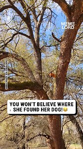 64K views · 545 reactions | What's the dog doing up there??  | Meme Lord | Facebook