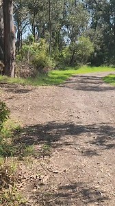 Dougie avoids the snake whilst out on a walk! Check out Dougies clear avoidance and wide berth to avoid the snake and keep away, with a low fuss reaction which helps keep the snake from feeling threatened 🐍 Snakes are being reported to be out and about and spaces for spring are nearly fully booked! Get your dog booked in to learn this life saving skill 🐕 | Snakeguard Dog Training