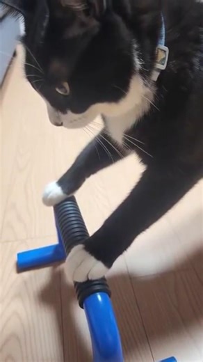 One cat push-up I learned from watching my older brothers working out. #cat #cute