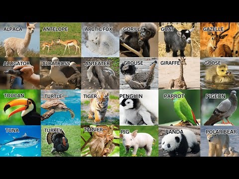 Alphabet Animal Babies: A to Z Baby Animals Spelling for New Learners