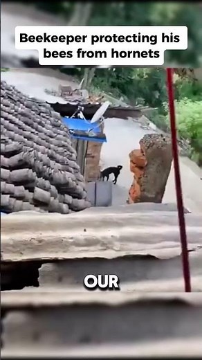 How Beekeepers Protect Their Hives from Deadly Hornet Attacks