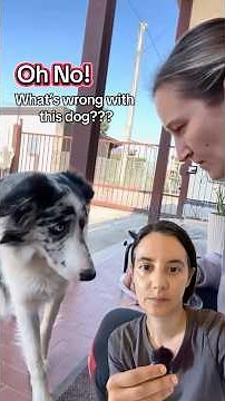 Resource guarding in dogs is serious, but this level of aggression is even more concerning!