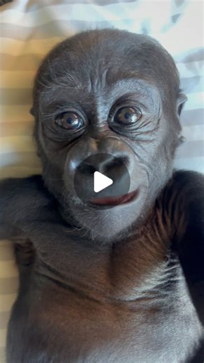 Zookeeper Chad on Instagram: "Another little flashback This was Kaius around 3 months, so well and truly out of trouble but only just the beginning of everything he needed to learn before introductions…. And using those huge hands was certainly part of that"