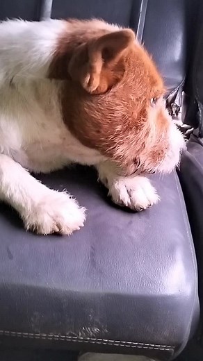 Video Lucu Ngakak Anak Kecil di TikTok