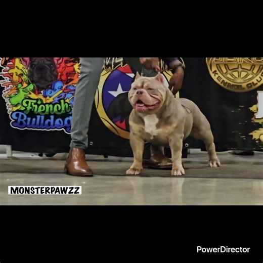 ABKC Bully Dog Show - Award - 2024 USA