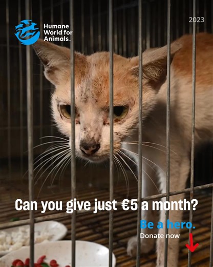 We help animals in ways that no other organization can. If you donate to us, you can trust that your donation will be used to help as many animals as possible. We are as dedicated as you are to making the world a better place for our furry friends—because they make the world a better place for us! Every gift—big or small—is needed right now. Your kindness won’t be forgotten. Donate NOW to support our lifesaving work for all animals before 2025 ends. | Humane World for Animals