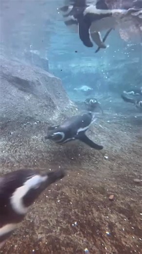 Penguin Awareness Day is a reminder that caring for penguins goes far beyond what you see in our habitat. 🐧 While our Magellanic penguins inspire connection here at the Zoo, penguins in the wild, like the African penguin, are facing significant challenges. Their population is declining by 8% each year, with fewer than 10,000 breeding pairs remaining. Without intervention, they could disappear by 2035. Jacksonville Zoo and Botanical Gardens is proud to support @sanccob, whose work in rehabilitat