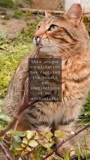 The Mysterious Art of Cat Purring A Journey to Uncover its SecretsAs any cat lover will...