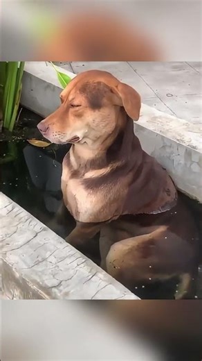 This dog is the prettiest flower in the garden #dog #dogs