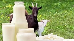 45 reactions · 6 comments | Benefits Of Goat Milk // بکری کے دودھ کے فوائد // ڈاکڑ محمد دیدار | Goat Land Farms | Facebook