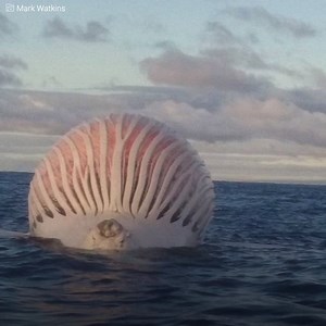 2M views · 4.3K reactions | Sembrava una “sfera di un altro pianeta”. I pescatori non sapevano se si trattasse di una barca o di una mongolfiera. Alla fine era una cosa incredibile. È apparsa da un giorno all'altro nel bel mezzo dell'oceano e nessuno aveva una spiegazione. Due pescatori coraggiosi si sono avvicinati a lei. La verità non veniva “da un altro mondo”, ma era comunque un pericolo avvicinarsi. | Il Kiwi | Facebook