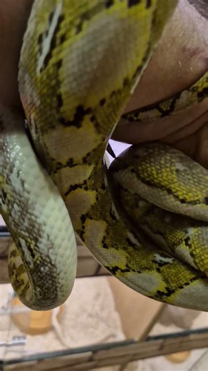 Lemonglow Super Dwarf Retic