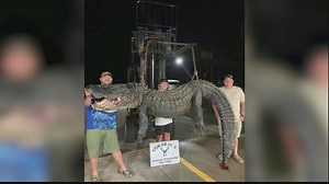 SC hunters catch massive alligator over weekend at Lake Marion