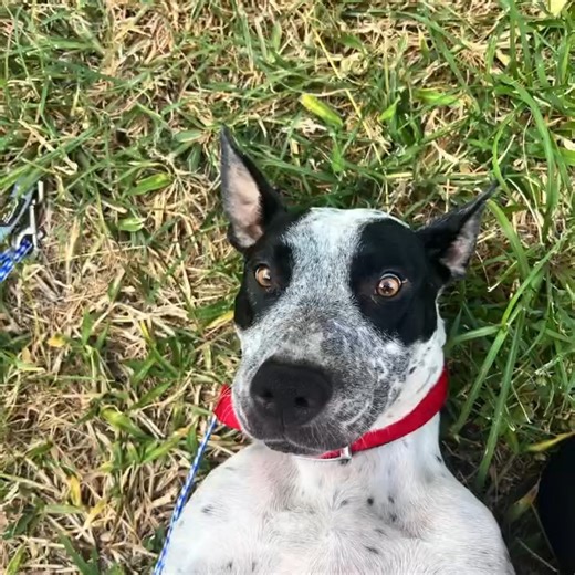 Looking back with pride, gratitude, and a whole lot of heart, 2025 reminded us why we do what we do. To our incredible team, our clients and community and of course our furry and feathery friends, thanks for being part of the GAVS story. 🐶🐴🐄🐾 | Great Artesian Veterinary Surgery