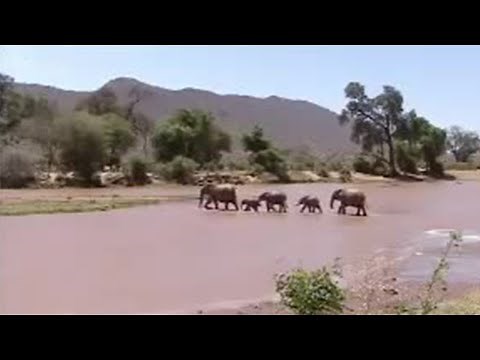 Elephant Legends | Animal Conservation | BBC Studios