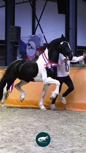 Barock Pinto Horse 🎭🐎Living Art in Motion