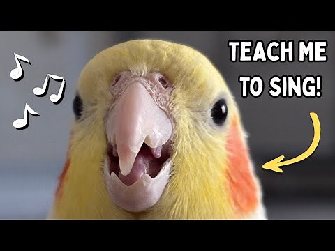 How To Teach Your Cockatiel To Sing and Talk | TheParrotTeacher