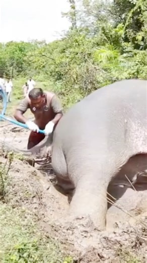 What's hidden in the elephant's belly? #shorts