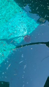 🦞 Dernier relâchement de bébés homards – mise à jour / Last baby Lobster Release - Update 🦞 Le 14 août dernier, nous avons relâché la dernière vague de bébés homards dans les eaux de Pigeon Hill, NB 🌊. Tous les petits stades 4 adoptés cet été, portant les numéros 0238 à 0485, ont officiellement rejoint le fond marin pour commencer leur grande aventure marine 🐾💙. Ils continueront à rester bien caché dans la région pendant une à deux années. 🙏 Merci à toutes les familles et amis qui ont adop