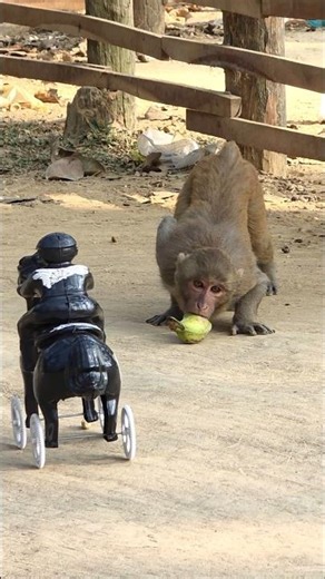 Funny monkey gets scared of toy car while grabbing banana।.#thebosswildlife #monkey #animals