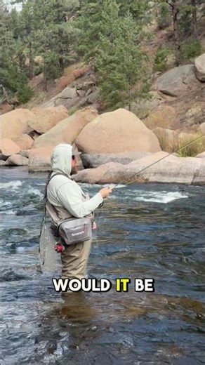 Dry flies or streamers