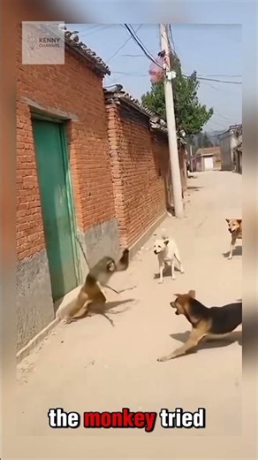 Epic Battle! Monkey Fights Off a Dog Pack Using a Wooden Stick