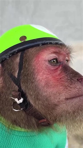 772K views · 8.8K reactions | What would charming CUTIS and infant monkey do if they make enormous problems?..#monkeyLala #Monkeykaka #Cubismonkey #expore #trending #monkeyBibi #monkeyCUTIS | CUTIS Watch | Facebook