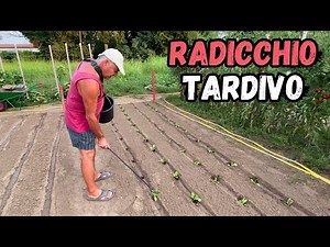 I'll show you HOW and WHEN TO TRANSPLANT LATE RADICCHIO