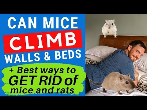 Can Mice Climb Walls, Beds, Curtains & Stairs? (How to GET RID of Mice & Rats 2023)