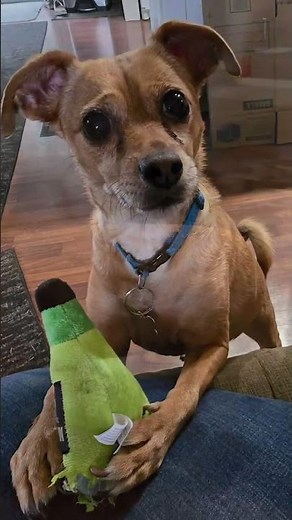 Meet Duncan! 🐕 A 7 y/o Chihuahua/Pomeranian Mix in Washington who is looking for his new home! 🐾