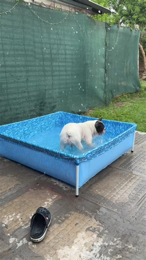 Mi perro descubre su nueva pileta