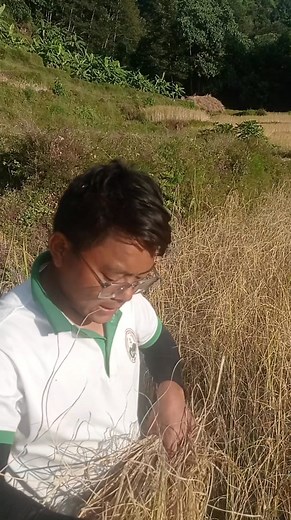 धान काट्दा सामा (Echinochloa colona) झार चिन्ने तरिका । #agroimformationbymanichrai #highlights #reels | Agro Information by Manich Rai