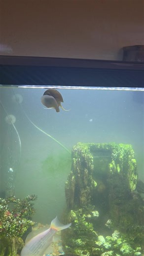Snail Parasailing Adventure in My Aquarium