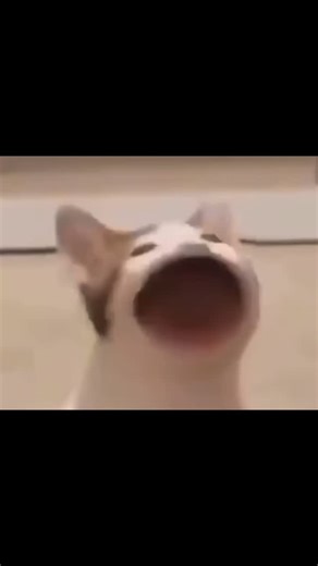 Funny Cats on Instagram: "num num num Cat day 99 ✅ Like/Follow if we made you smile! 🤣❤️ #catslife #funnycats #Car #cat #Laughingcat #eating #eatingcat"