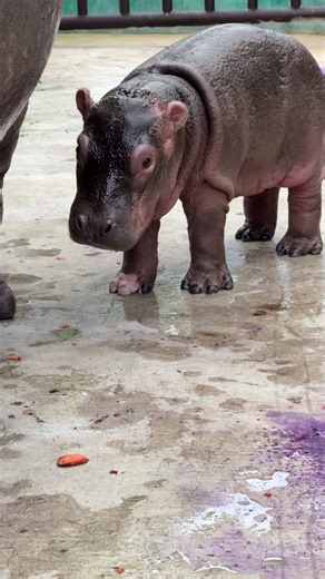 Adorable Baby Hippo Compilation | Cute Animal Videos