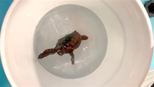 "Dancing" Turtles Feel Magnetism Through Crystals Of Magnetite, Helping Them Navigate