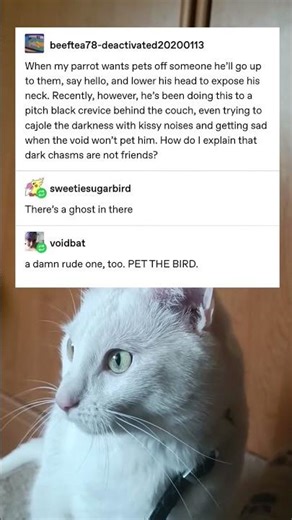 The void is a rude ghost that won't pet this lonely parrot #snowypawshorts
