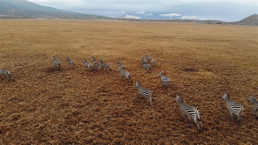 Zebra, Mammals, Animals. Free Stock Video