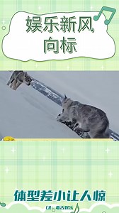 缅因猫和狼犬的体型差竟然这么小