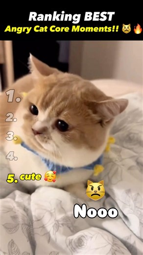 Ranking BEST Angry Cat Core Moments!! 😾🐱