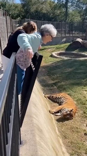 Granny falls into tiger enclosure - made with AI | Crafty Panda How