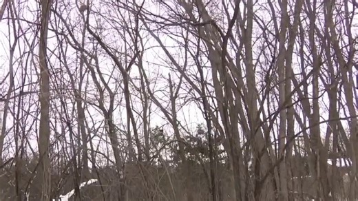 Can trees explode due to extreme cold weather?