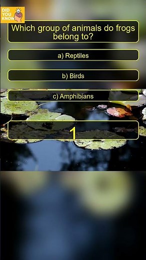 Frog Quiz: Can You Name the Animal Group? 🐸❓