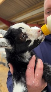 400K views · 19K reactions | Can we keep the orphan Pygmy Goats fed?? With 4 orphans now to look after we are trying our best to keep them all fed and happy. But they need to do their bit too! Check out how the fab four (Raisin, Reggie, Ronnie and Rory) are getting on with their bottle feeding. Watch out for a hilarious fall from Raisin at the end! | Dalscone Daily | Facebook