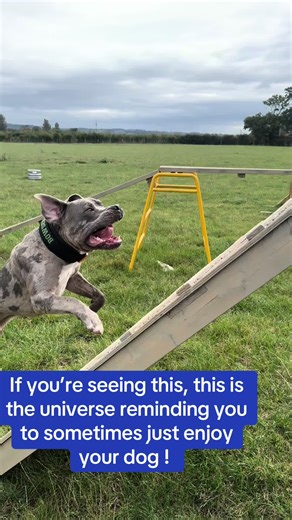 Alpha b Dog Training (@alphabdogtraining)’s videos with original sound - Hillel Barak