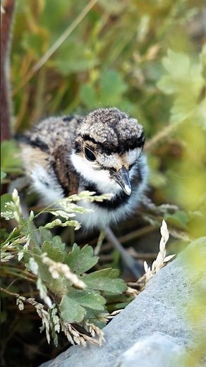 Baby Killdeer | The Miracle of Spring 💛